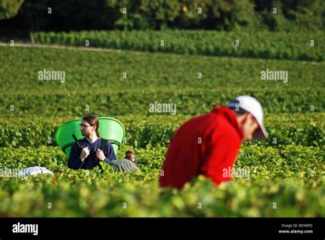 Grape pickers, Puligny-Montrachet, Burgundy, France Stock Photo - Alamy