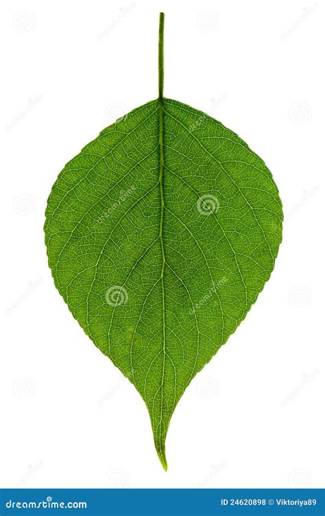 Single Green Leaf Royalty Free Stock Photos - Image: 24620898