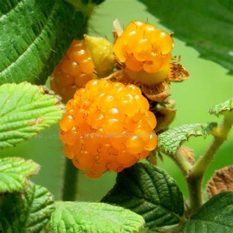 RUBUS ELLIPTICUS SEEDS (Golden Himalayan Raspberry) (Rosaceae) - Plant World Seeds