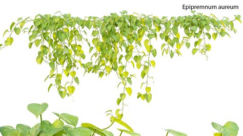 Epipremnum aureum - Money plant (3D model) - 3DTree