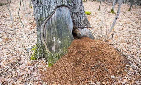 Porcupine Poop: Everything You’ve Ever Wanted to Know