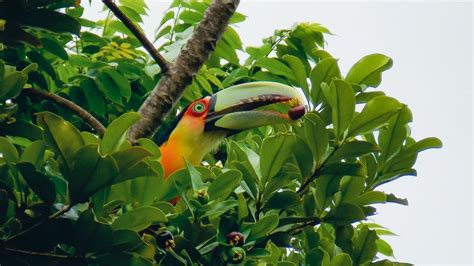 Toucan Habitat