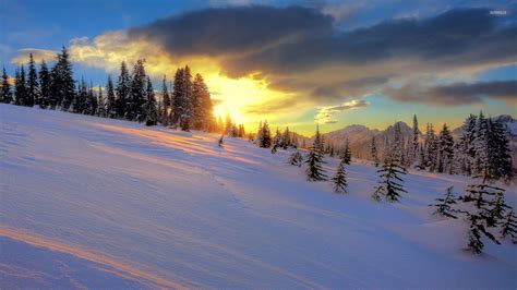 Gilded clouds above the snowy pine trees wallpaper - Nature wallpapers ...