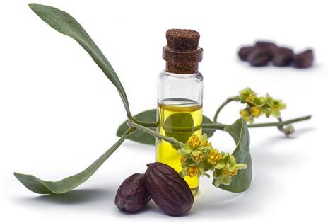 Jojoba Oil, Golden USA - Shay and Company Inc