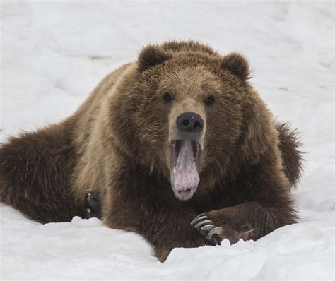 Brown bear, black bear — The Alaska Zoo