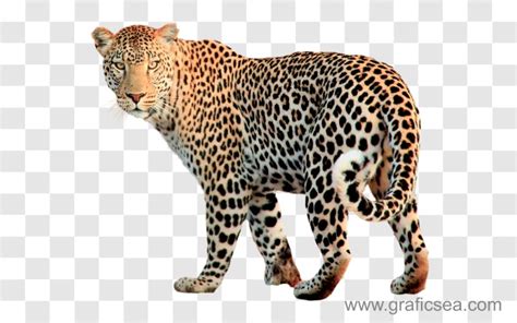 Tendua, Leopard Animal Png Image Free | Graficsea