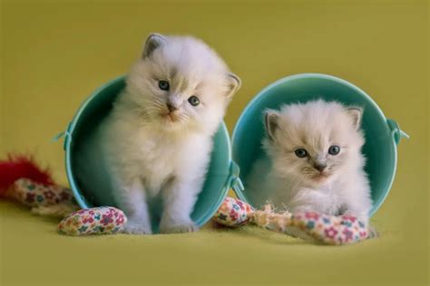 How Much Do Teacup Ragdoll Cats Cost? Traits and Key Information - Ragdollcare