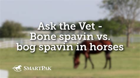 Ask the Vet Video - Bone Spavin vs Bog Spavin in Horses