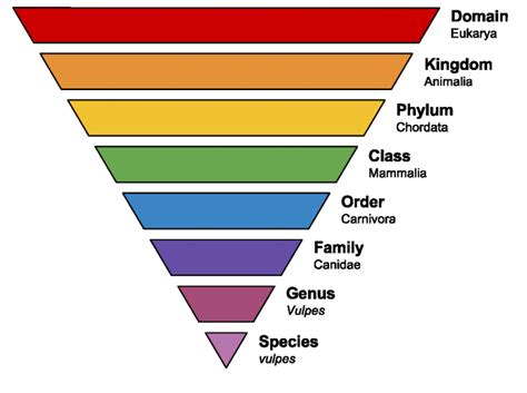 Classification of Living Things: Definition, Examples, and Practice | Classification, Mnemonics ...