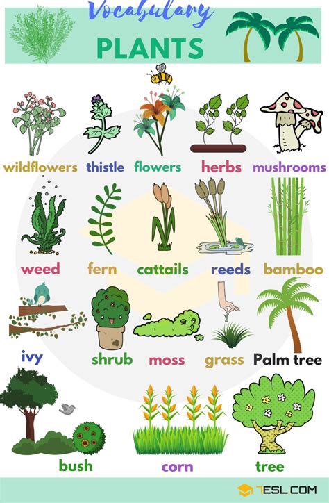 Plant Names and List of Plants and Trees with Pictures • 7ESL