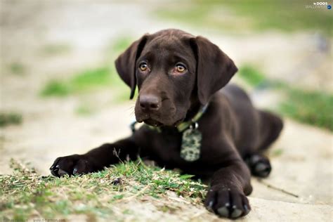 Labrador Retriever, Puppy, Brown, dog - Dogs wallpapers: 1920x1280