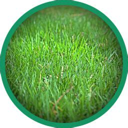 weed control for zoysia grass - tinnell-darlin