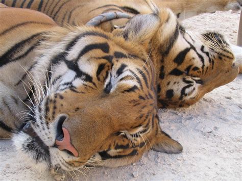 150 Pictures of Tigers - Sleeping, Swimming, with Cubs, and More ...