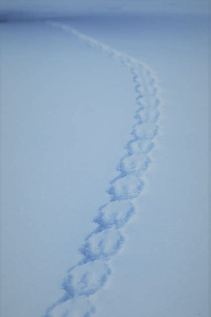 Red Squirrel Tracks in the Snow - Peter Noah Thomas