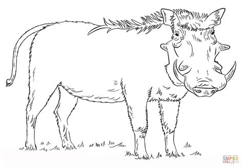 Warthog Coloring Pages Coloring Pages