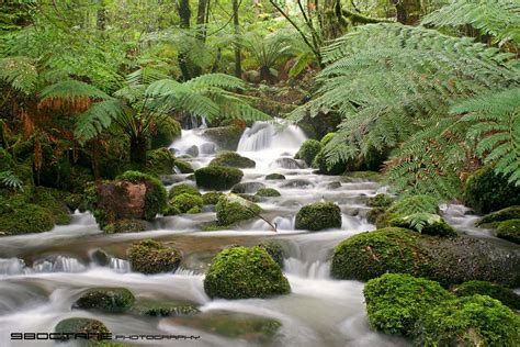 Cement Creek cascades, Yarra Ranges National Park, Victori… | Flickr