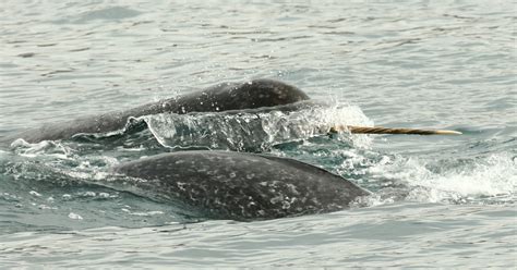 Migration, stress, and animal health: Using movement ecology to support conservation for narwhal ...