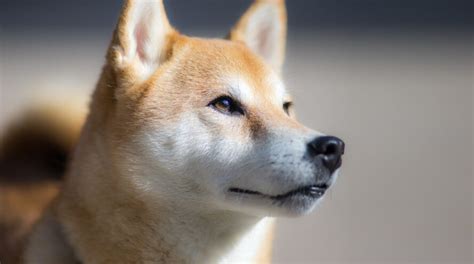 21 Dogs That Look Like Foxes - (You Will Love Number 5!)