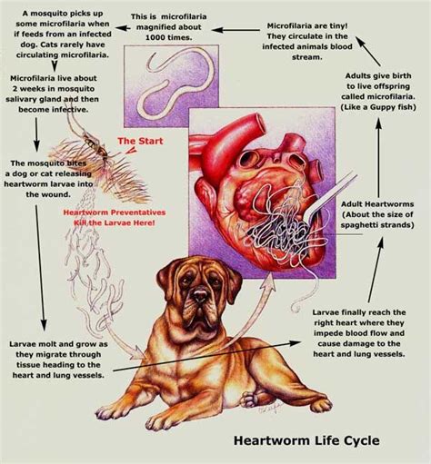 Heartworm Disease | Heartworm, Worms in dogs, Heart worms in dogs