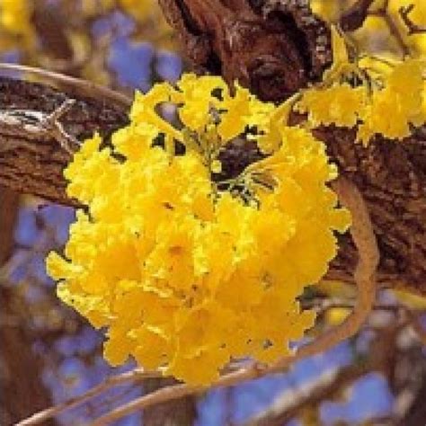 Buy Tabebuia Argentea Plant online at cheap price on plantsguru.com