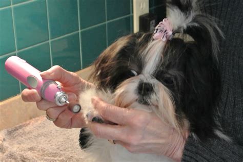 Clipping Dog Nails: Comprehensive step-by-step Tutorial