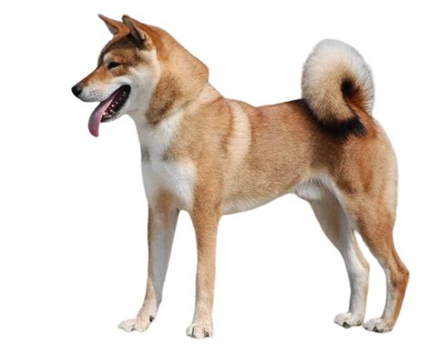 Shikoku dog Dog Breed Info, Size, Price, Height | Petlur