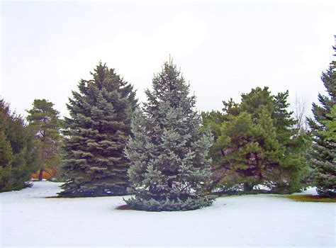 Evergreen Trees In Snow Free Stock Photo - Public Domain Pictures