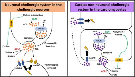 The non-neuronal cholinergic system in the heart: A comprehensive review - Journal of Molecular ...