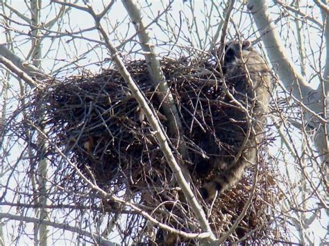 Where Do Raccoons Build Their Nests