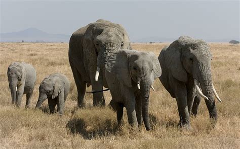 HD wallpaper: African Bush Elephant Family, herd of elephants, large, animals | Wallpaper Flare