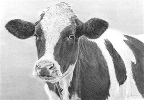 Friesian Heifer | Cow art, Cow drawing, Cow pictures