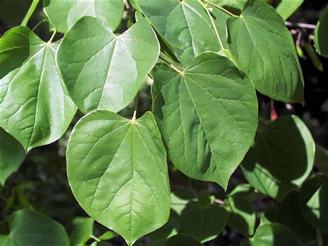 Eastern Redbud, a North Carolina Native Tree