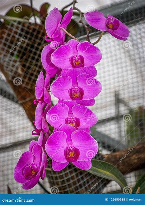 Orchids in a Botanical Garden Stock Image - Image of blossom, garden ...