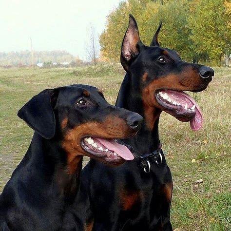 680 idee su Dobermann nel 2021 | cani, animali, cuccioli di doberman