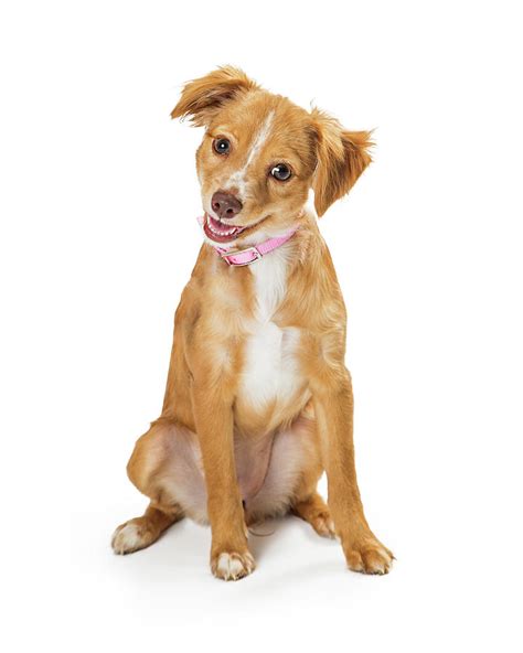 Miniature Mixed Dog Breeds