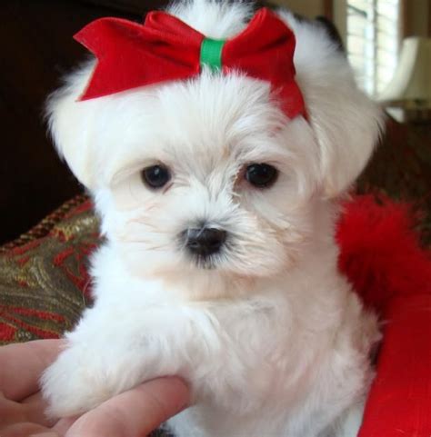 White+Maltese+Yorkie+Mix | Home [www.texasteacuppuppy.com] | Teacup ...