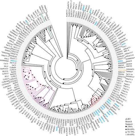 Frontiers | Novel circular single-stranded DNA viruses identified in marine invertebrates reveal ...