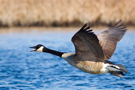 Canada Goose "Branta canadensis" | Boreal Songbird Initiative