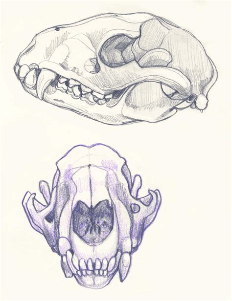 Lateral and Frontal Sketches of Raccoon Skull by mward28 on DeviantArt