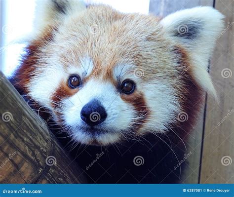 Baby red panda stock image. Image of firefox, animal, india - 6287081