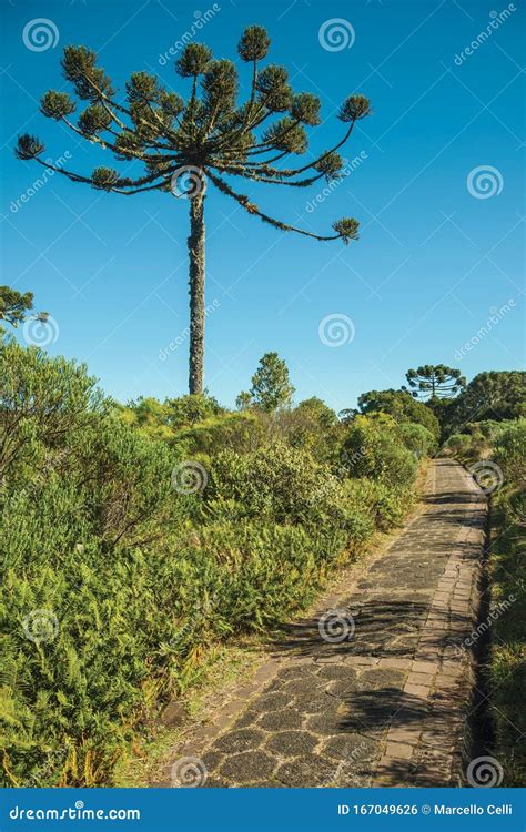 Pathway in the Aparados Da Serra National Park Stock Photo - Image of aparados, woodland: 167049626