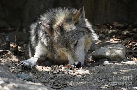 Thick Brown and Gray Fur on a Wolf Photograph by DejaVu Designs | Fine Art America