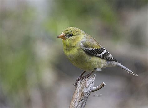 Female Golden Finch by Robert Goulet on 500px | Robert goulet, Backyard birds, Beautiful birds