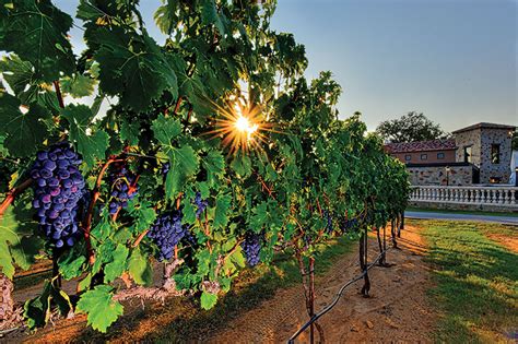 The 20 Best Hill Country Wineries