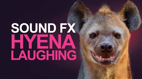 Laughing Hyena Gif