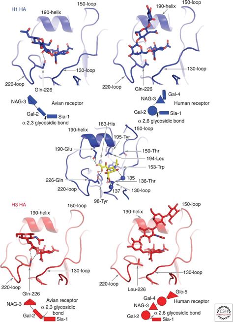 Hemagglutinin Structure and Activities