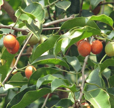 “Bakul/Maulsiri”, “बकुल/मौलसरी” Medicinal uses and Health Benefits, Dosage, Facts, Medicinal ...