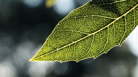 green, Nature, Leaf, Macro Wallpapers HD / Desktop and Mobile Backgrounds