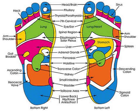 Item 46: THE BOOK ON REFLEXOLOGY – Welcome to Jaffa Agency