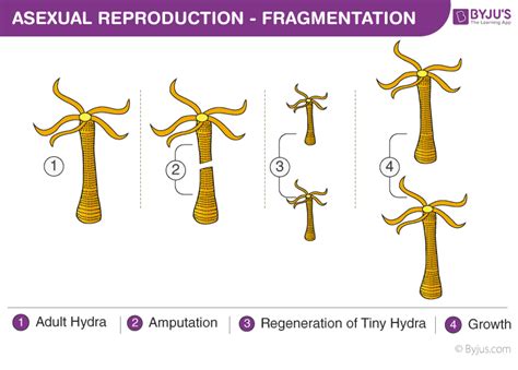 Asexual Reproduction - Types, Advantages, Disadvantages, Examples